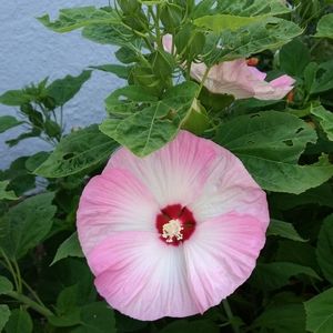 Meet your Posher, Meme